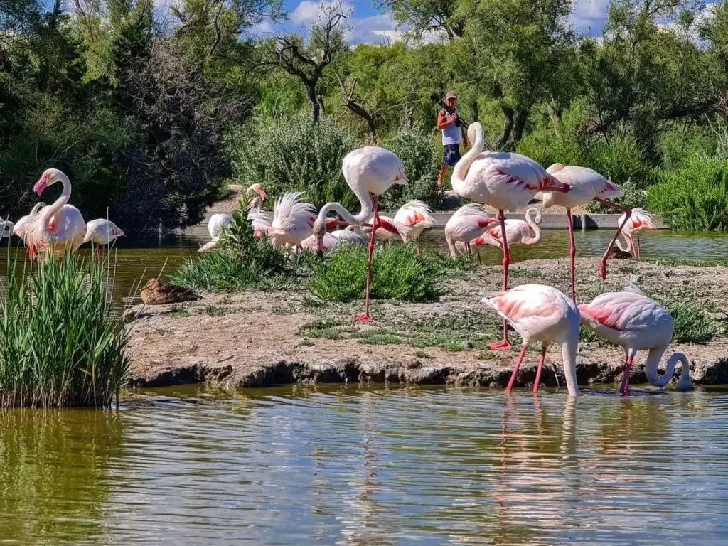 Flamingo in Camargue